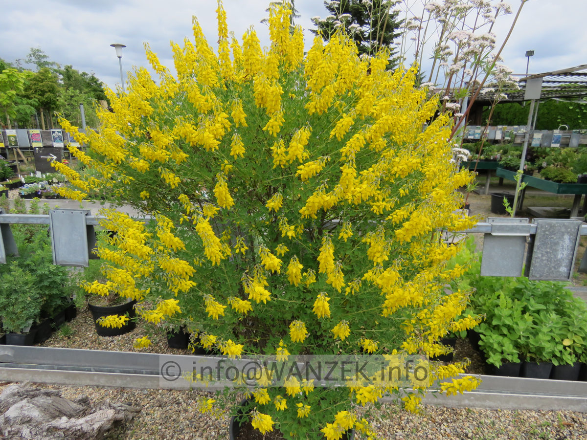 Cytisus nigricans Cyni 003.JPG